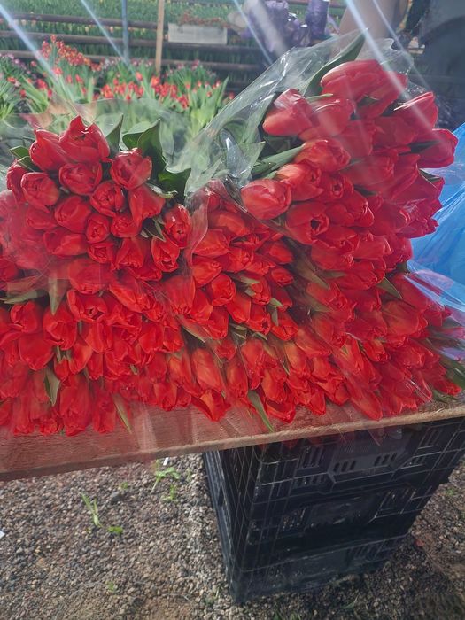 Тюльпаны крупные