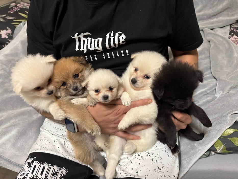 Померан/немски шпиц