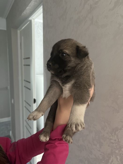 Щеночек бесплатно