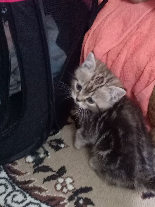 Продам котят скоттиш страйт.