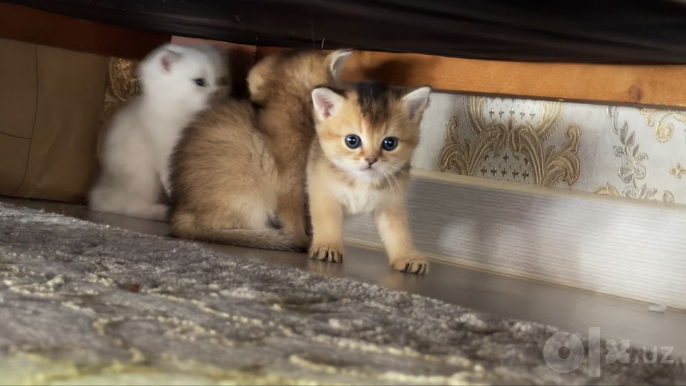 Продаются котята породы Голден Шиншилла и Шотландская