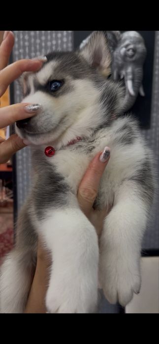 Мальчики и девочки Хаски