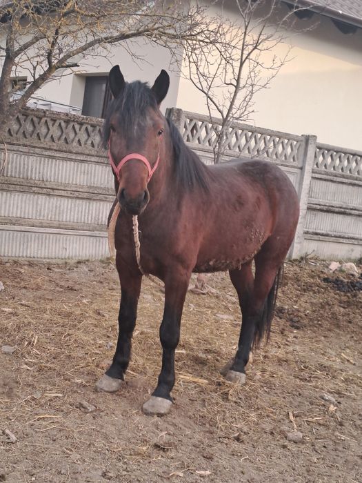 Vând armăsar  de 3 ani