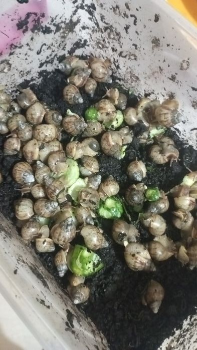 Улитки ахатины -домашние питомцы