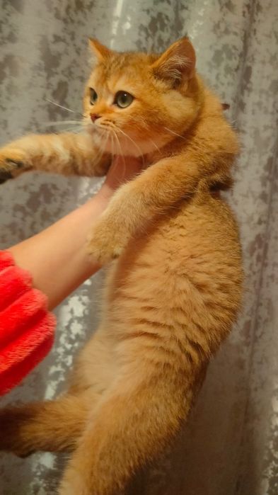 Котята Шиншиллы Алматы