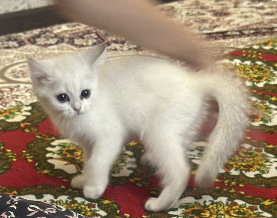 Кошка Шиншила маленькая 1,5 месяц девочка