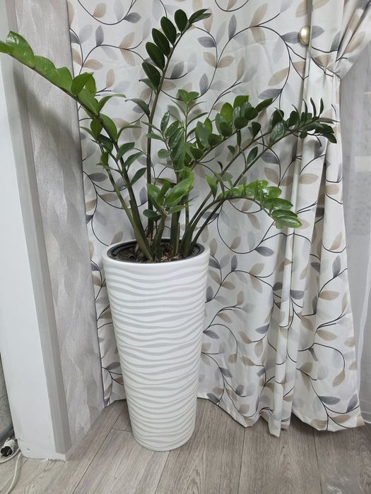 Долларовое дерево