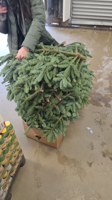 Продам нобилис около 10 -11 банчей