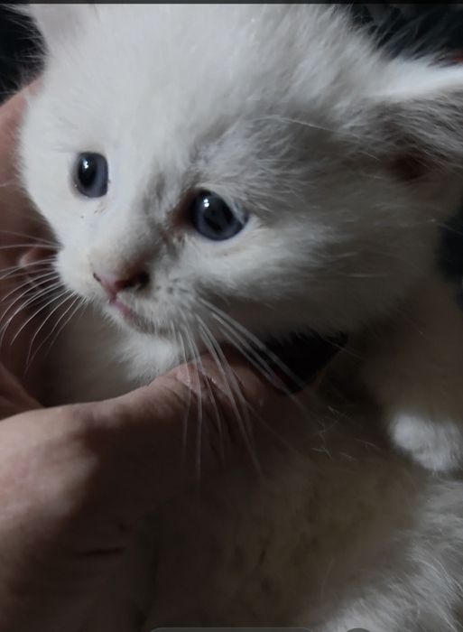 Котята очаровательные  скотиш страйт