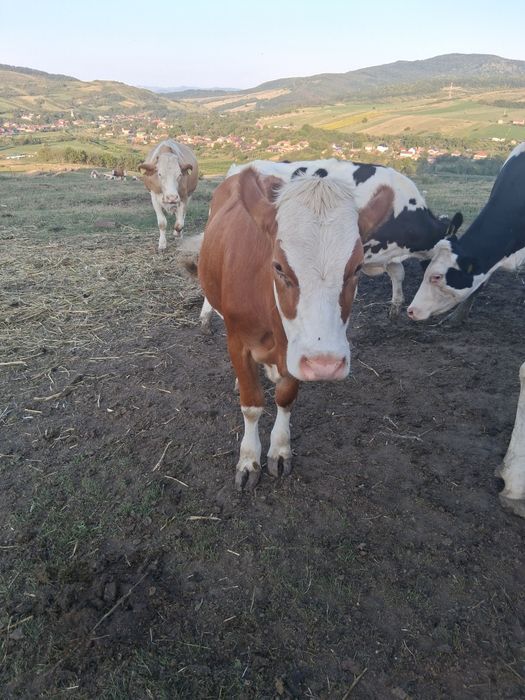 Vând  2 vitele baltata românească