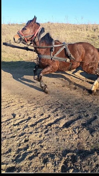 De vânzare harmasar de 3ani trage