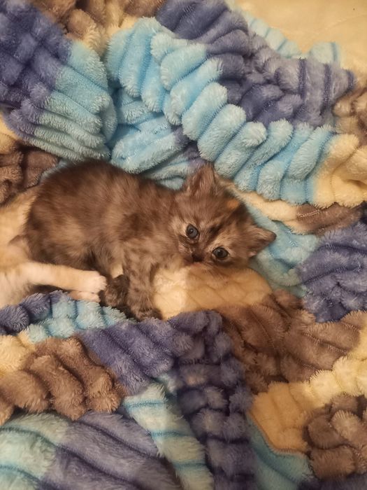 Отдам котят в добрые руки