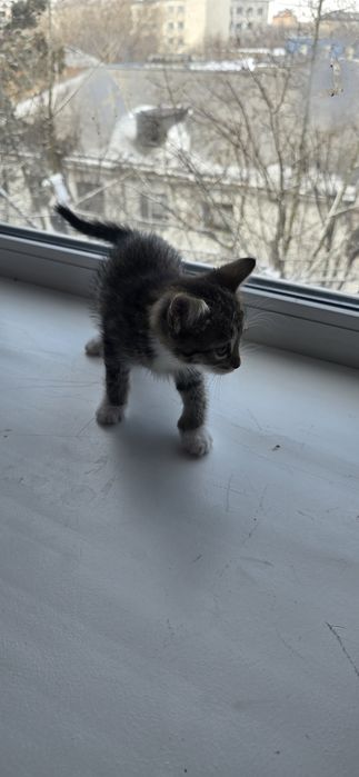 Отдам бесплатно девочка 2 месяца