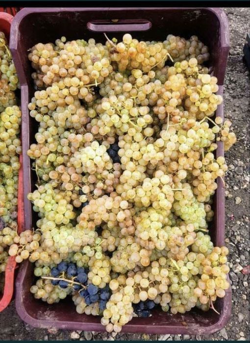 Struguri de vin  transpori in toata tara