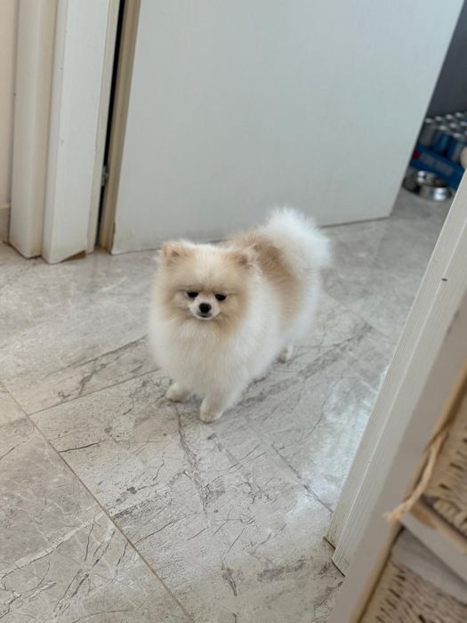 Vand Pomeranian alb-rasa pura, pedigree inclus