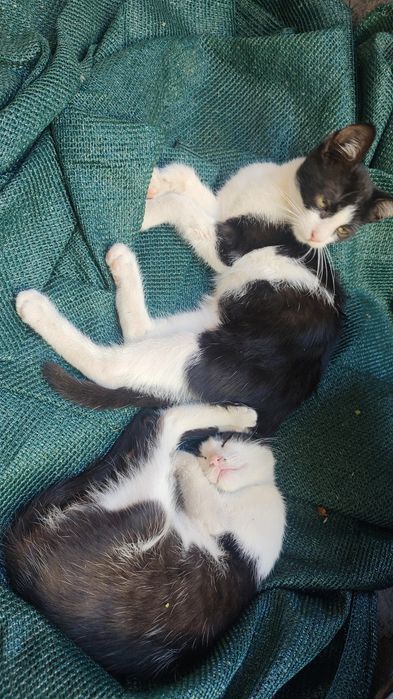 Dau spre adopție pui de pisică