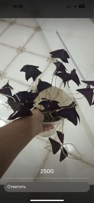 Домашние цветы / По хорошей цене