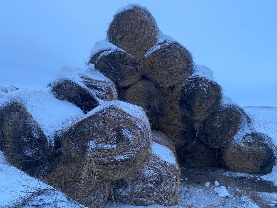 Продам сено тюк , рулон.