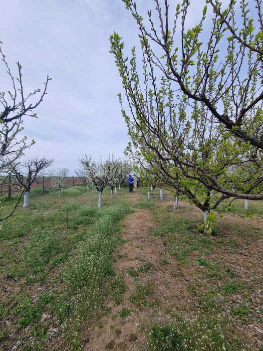 Livadă tânără, 2000 m, Dridu-Snagov