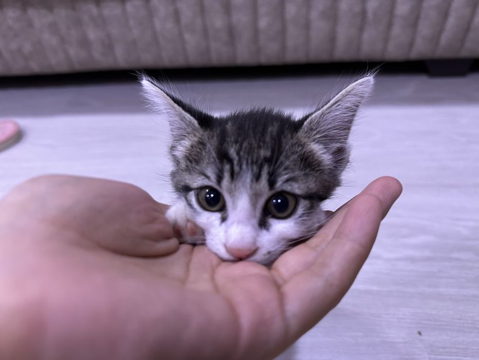 Отдам котёнка (девочка, два месяца) в добрые руки