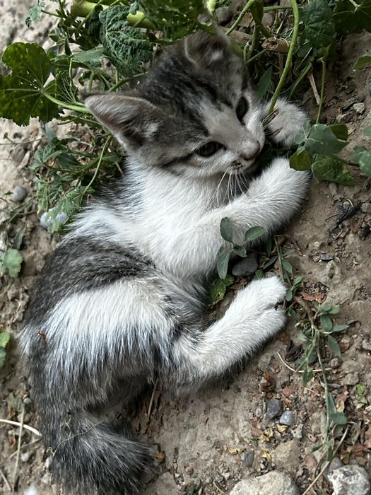 домашние котенки