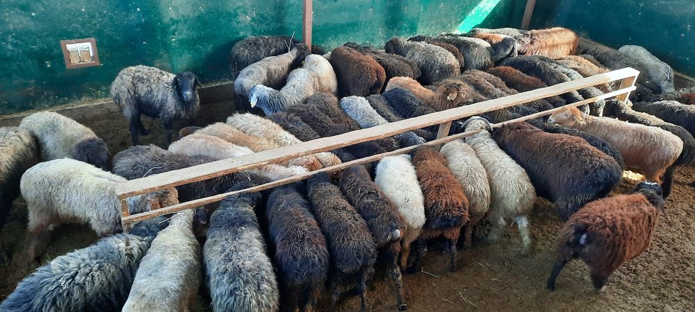 Кой токты тусак кошкар