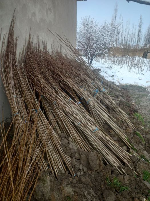 Тераклар Калифорния