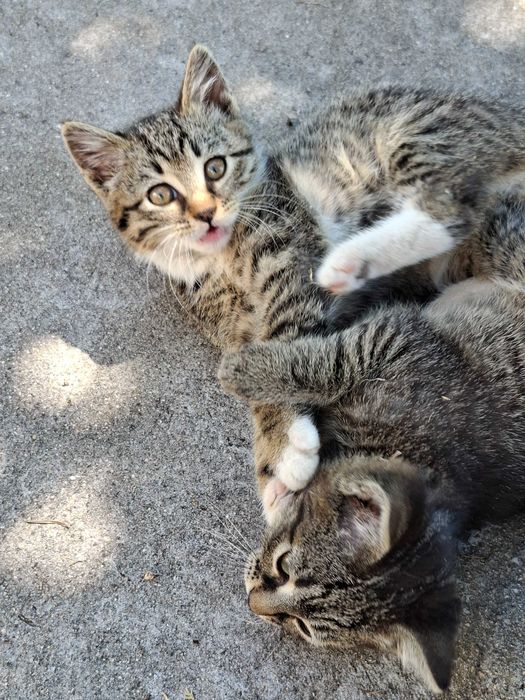 Подарявам малки котета