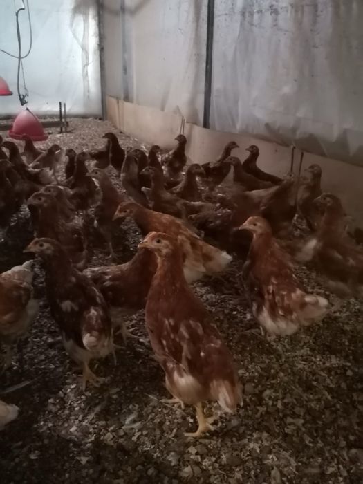 Продавам червени ярки носачки - Ломан Браун