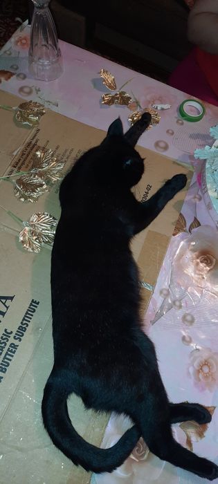 Kichkina mushukbola sotiladi juda aqilli 6 oylik
Kerak bo‘lsa yana si