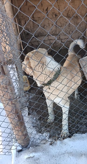 Сатлады төбет  сатлады