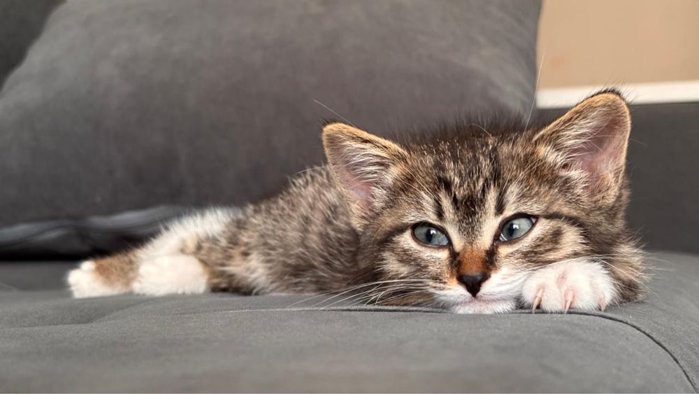 Котенок-девочка 2 месяца