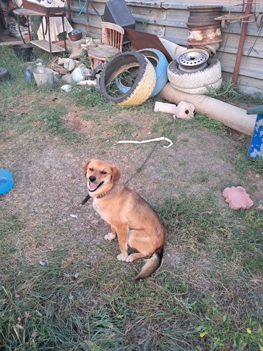 Күзеті ит тегін беріледі