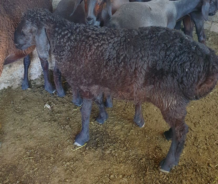 Qo'zi qo'chqor sotiladi