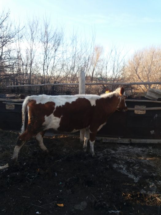 Продается корова