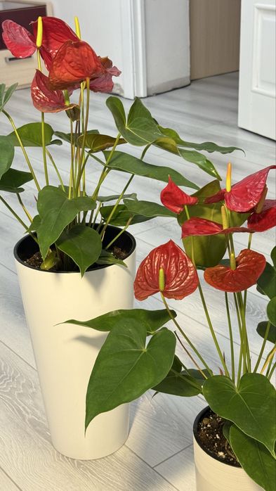 Мужское счастье Антуриум