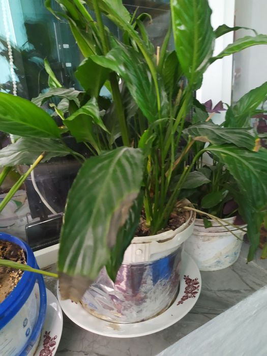 Продам цветы комнатные