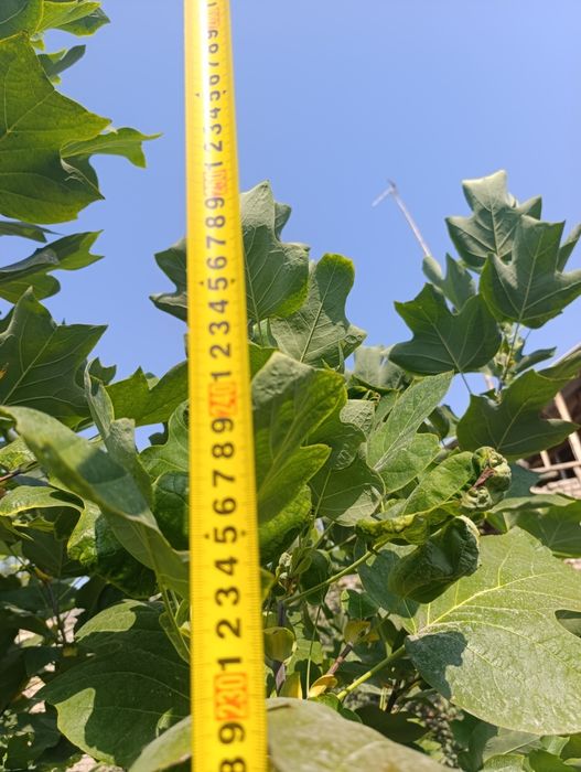 Lola daraxtlari sotiladi