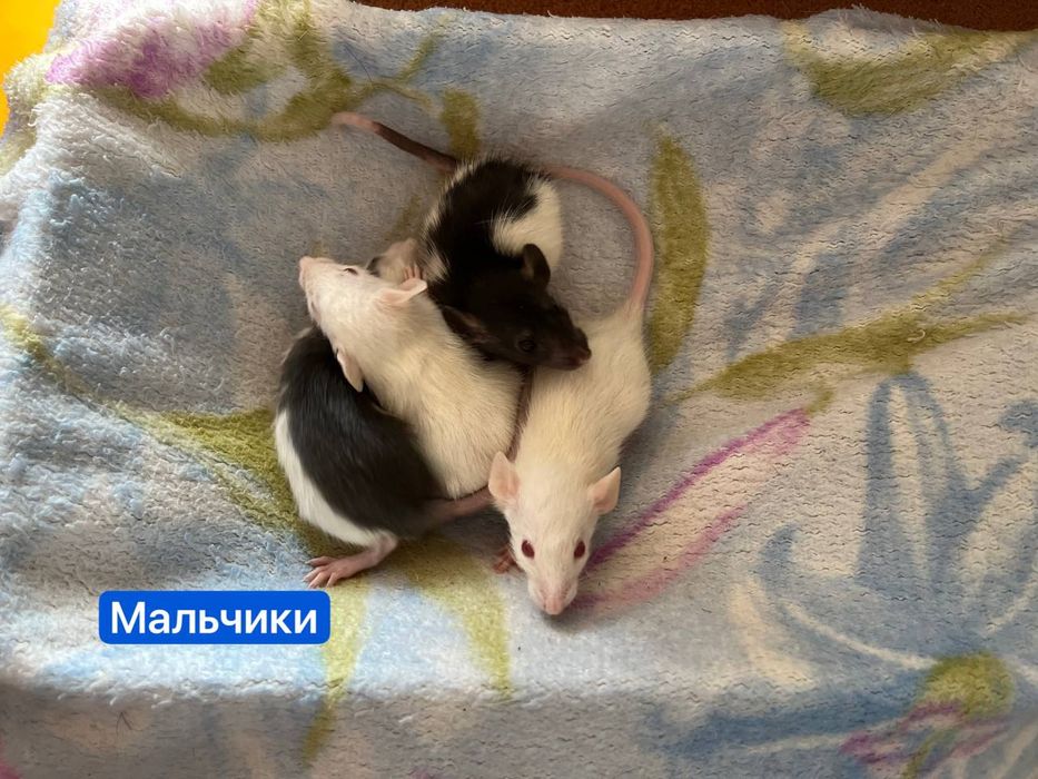 Крысятки дамбо 10шт