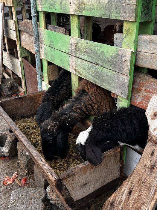 Husori qoylar sotiladi