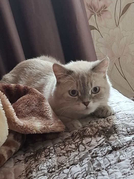 Продаётся роскошный кот породы серебристая шиншилла