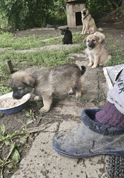 Отдам щенка в добрые руки,доставка