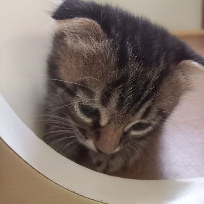 Вислоухий котёнок 1 мес  мальчик