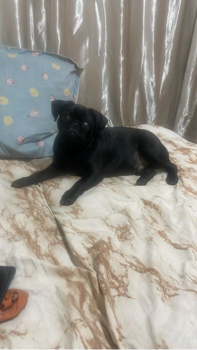 Срочно очень срочно продам мопсика