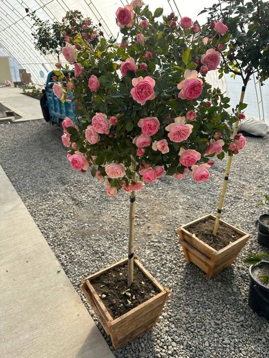 Shtampoviy atirgullar sotuvga tayyor