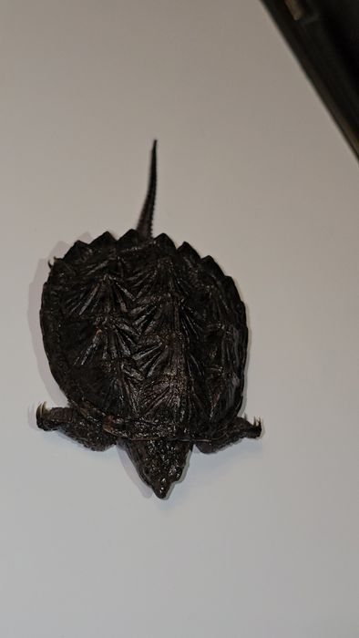 Каймановая черепаха