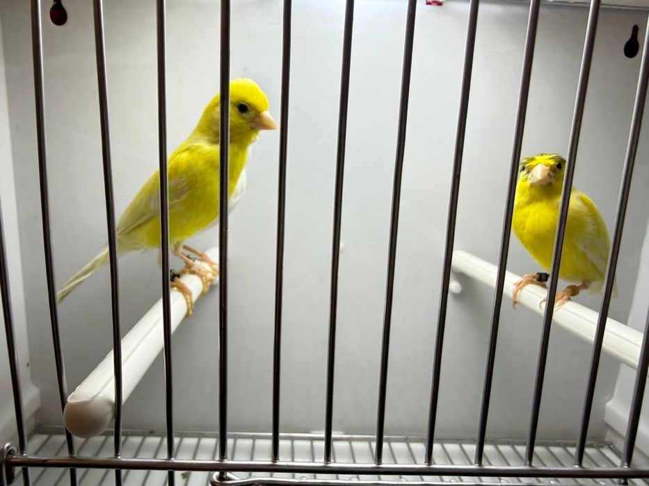 Kanareykalar sotiladi nar moda aralash