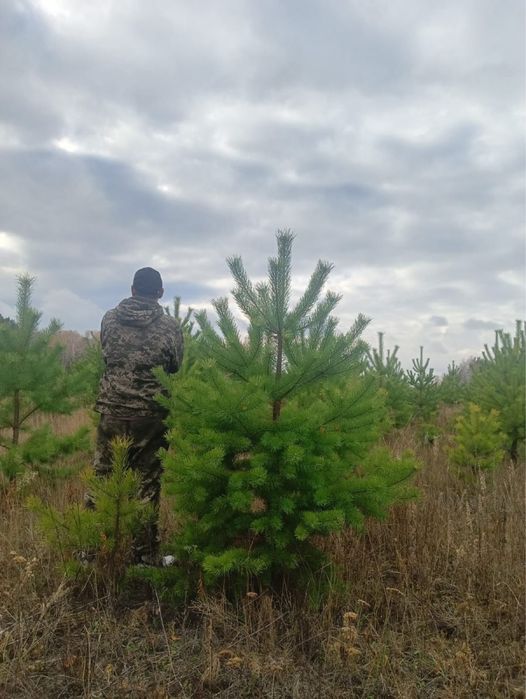 Сосны елка премиум качества густые оптом