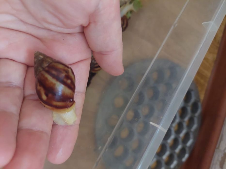 Улитки 1500 цена