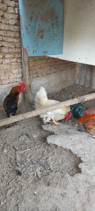 Хурозлар сотилади